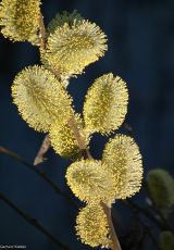 Weidenkaetzchen Steinhuder Meer